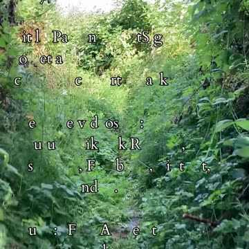 Embracing Growth | Path and Tarot Reading