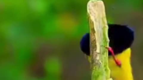 💋Good Morning, Birds of Paradise