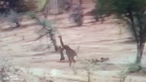 Lion vs Giraffe: The Hunt You Were Never Meant to See 😱🦁🦒