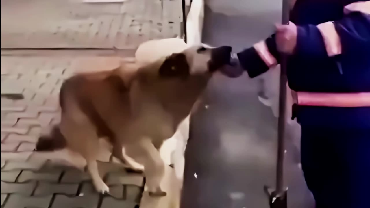 Street Cleaner and Stray Dog meet up for there Daily Ritual