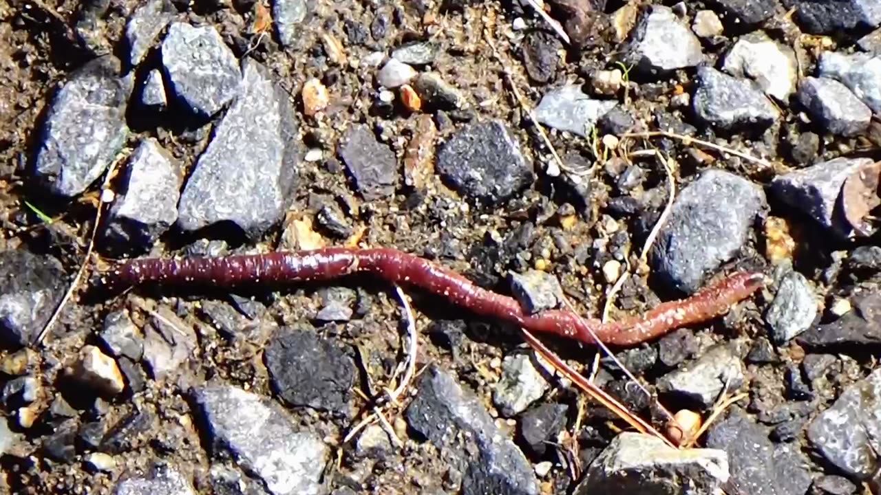 Earth Worm