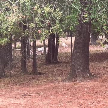 Doing their job cleaning up the land