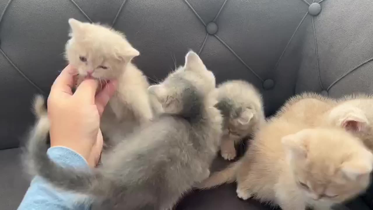 بچه گربه های به این خوشگلی تا حالا ندیدی