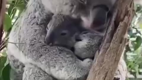Koala with Baby – Cutest Moment in the Wild