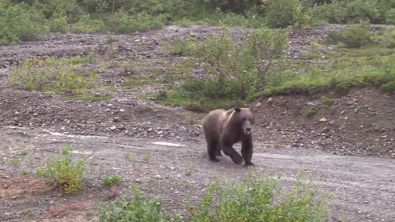 When a grizzly bear runs at full speed, it can cover around 50 yards in just three seconds