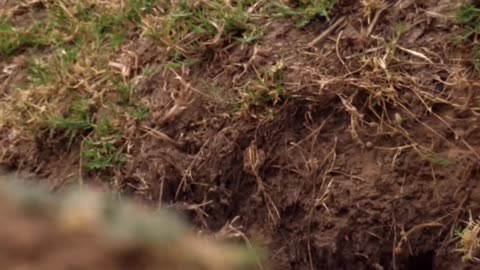 Leopard's Deadly Ambush_ Safari Survival Secrets REVEALED!