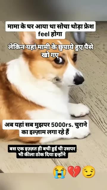 “हँसी रोक नहीं पाओगे! 😂 ये कुत्ता करता है सबसे मज़ेदार हरकतें”