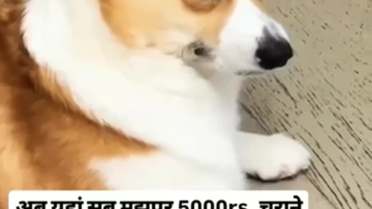 “हँसी रोक नहीं पाओगे! 😂 ये कुत्ता करता है सबसे मज़ेदार हरकतें”