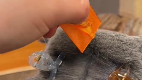 The Art of Cat Shenanigans