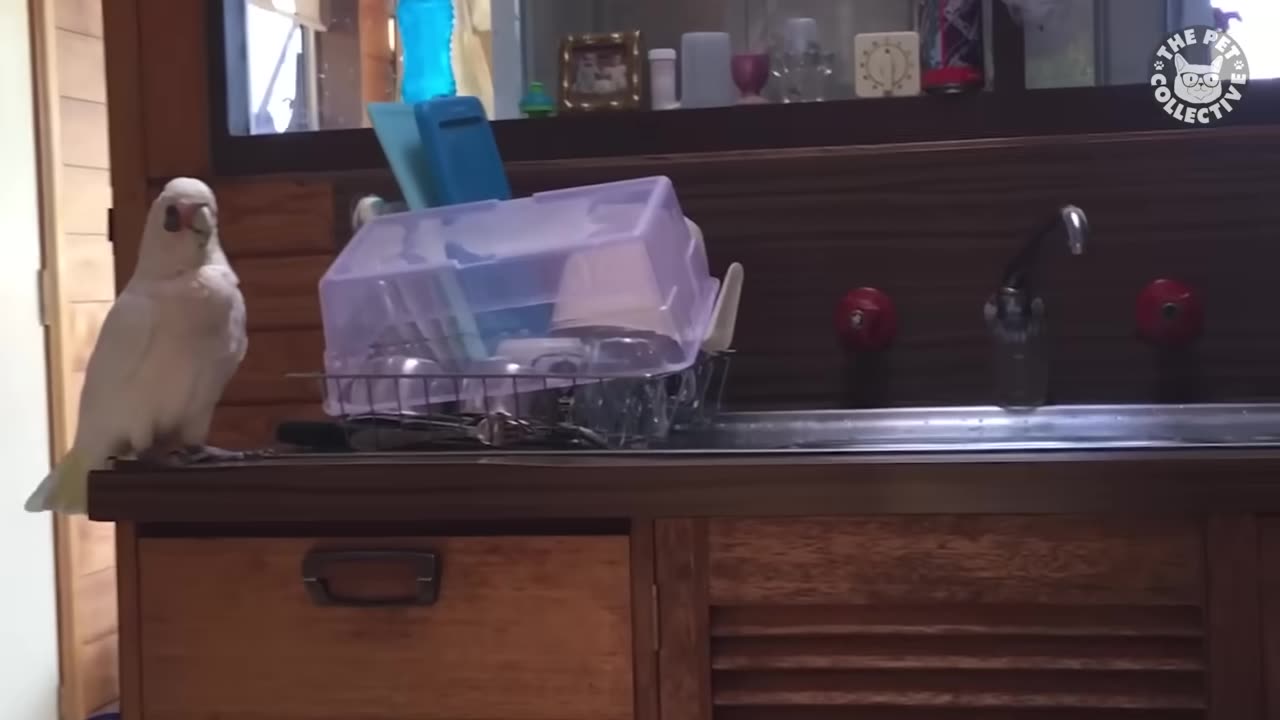 Try Not To Laugh | Funny Birds Video Compilation