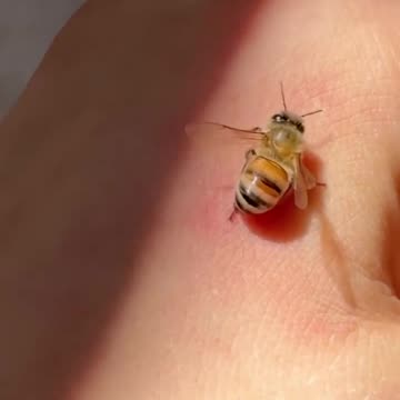 Sometimes bees sting by accident and try to unwind their stinger