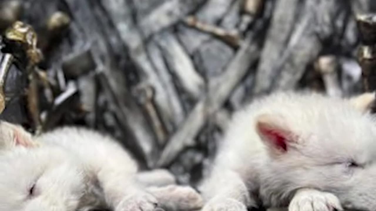 Scientists have announced the first de-extinction of an animal