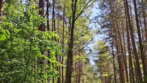 My Commute Home: Through the Thicket!