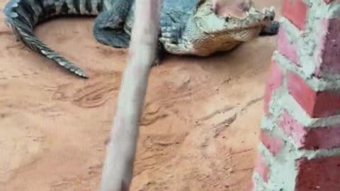 This crocodile is too stubborn.