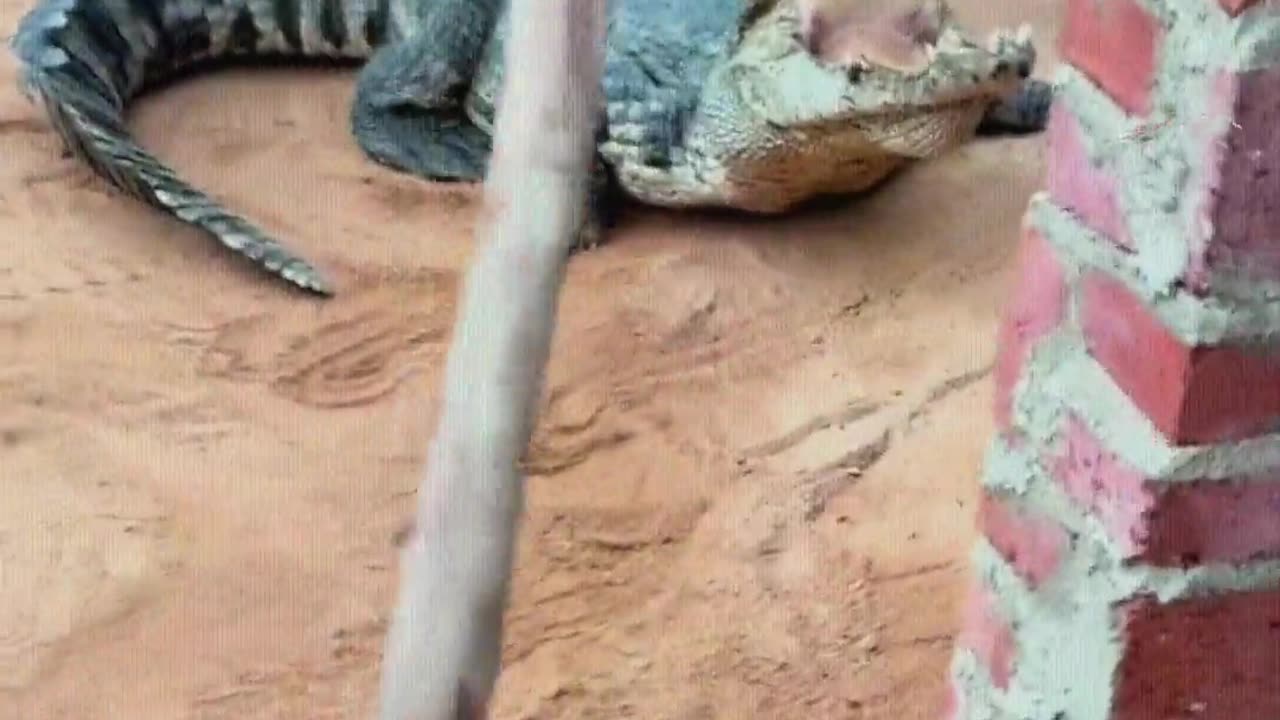 This crocodile is too stubborn.