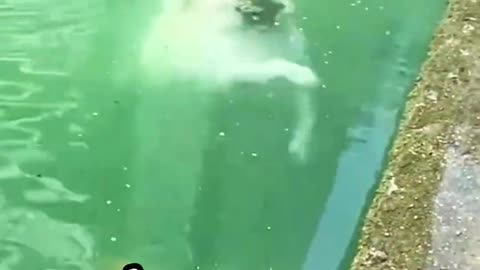 Köpekçik Suya GİRDİ, Sahibini ZENGİN ETTİ! 🤑❗️