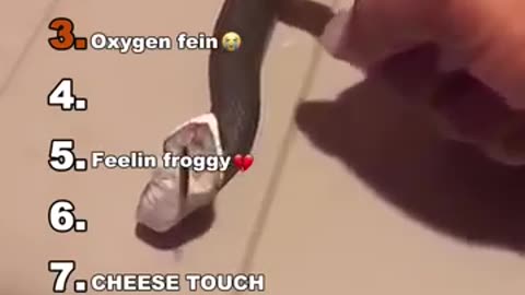 Funny Animal Video