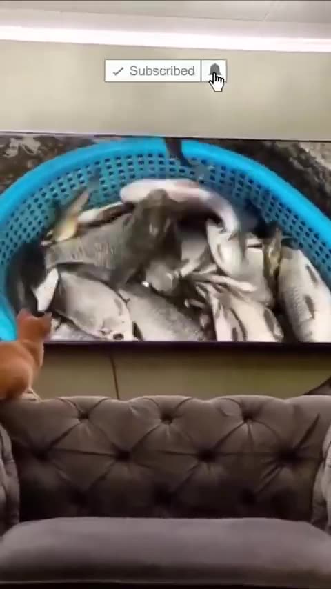 59. Pawsitively Hilarious Funny Pets that Will Make Your Day!