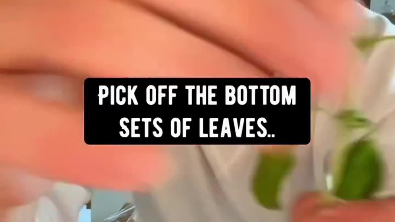 5 Vegetable Plants anyone can grow! ef Lear..