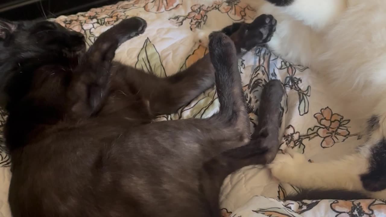 Lazy Cats Still Having A Little Spat