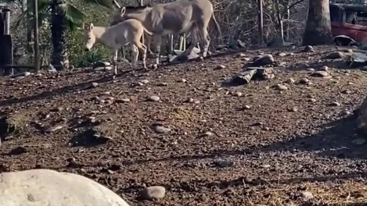 burro