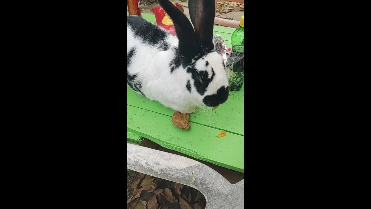 Cute Animal