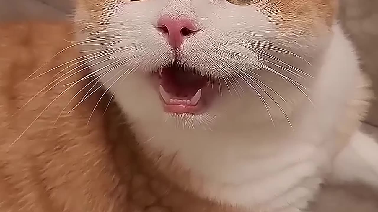 Funny Cat