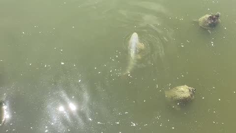 Mirror carp.