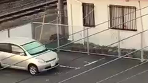 Un sanglier attaque un homme en pleine rue