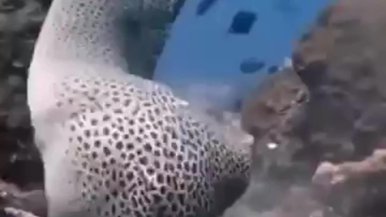 💋Mating Rituals of Morey EEL