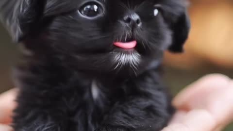 The Cutest Puppy Ever – Pure Joy in One Video! 🐶❤️