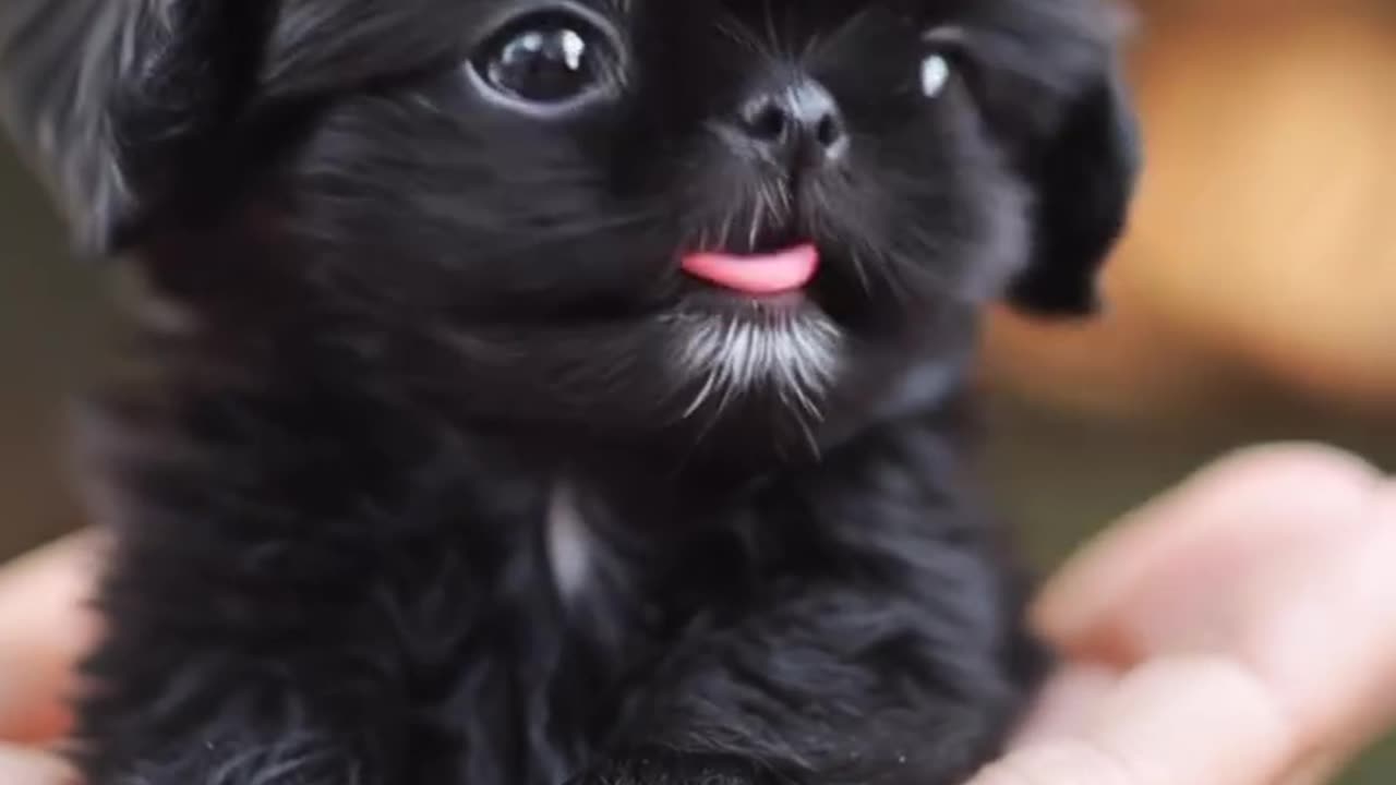 The Cutest Puppy Ever – Pure Joy in One Video! 🐶❤️