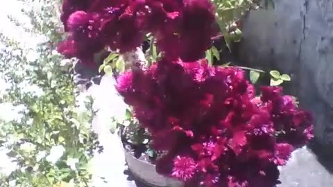 Beautiful dark red celosia plant in a small garden on the street [Nature & Animals]