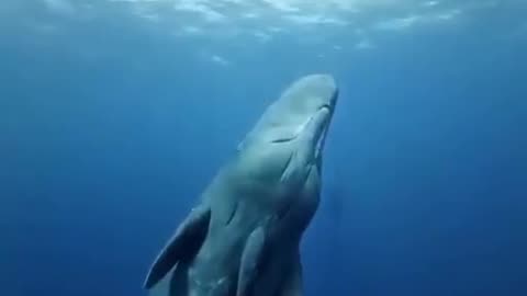 Sperm Whale: The Largest Toothed Whale