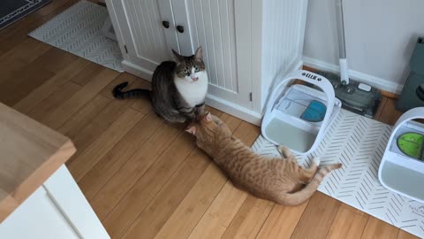 ☕😹 Coffee Grinder Arrives and Pets SCATTER! | FunFM