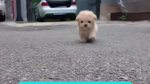 This Robot Puppy is so cute and realistic!