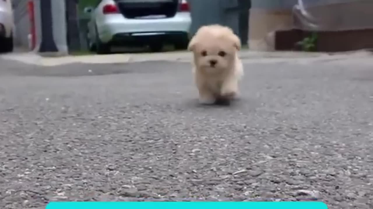This Robot Puppy is so cute and realistic!