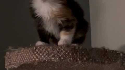 Kitten Stuck on a Cat Tree