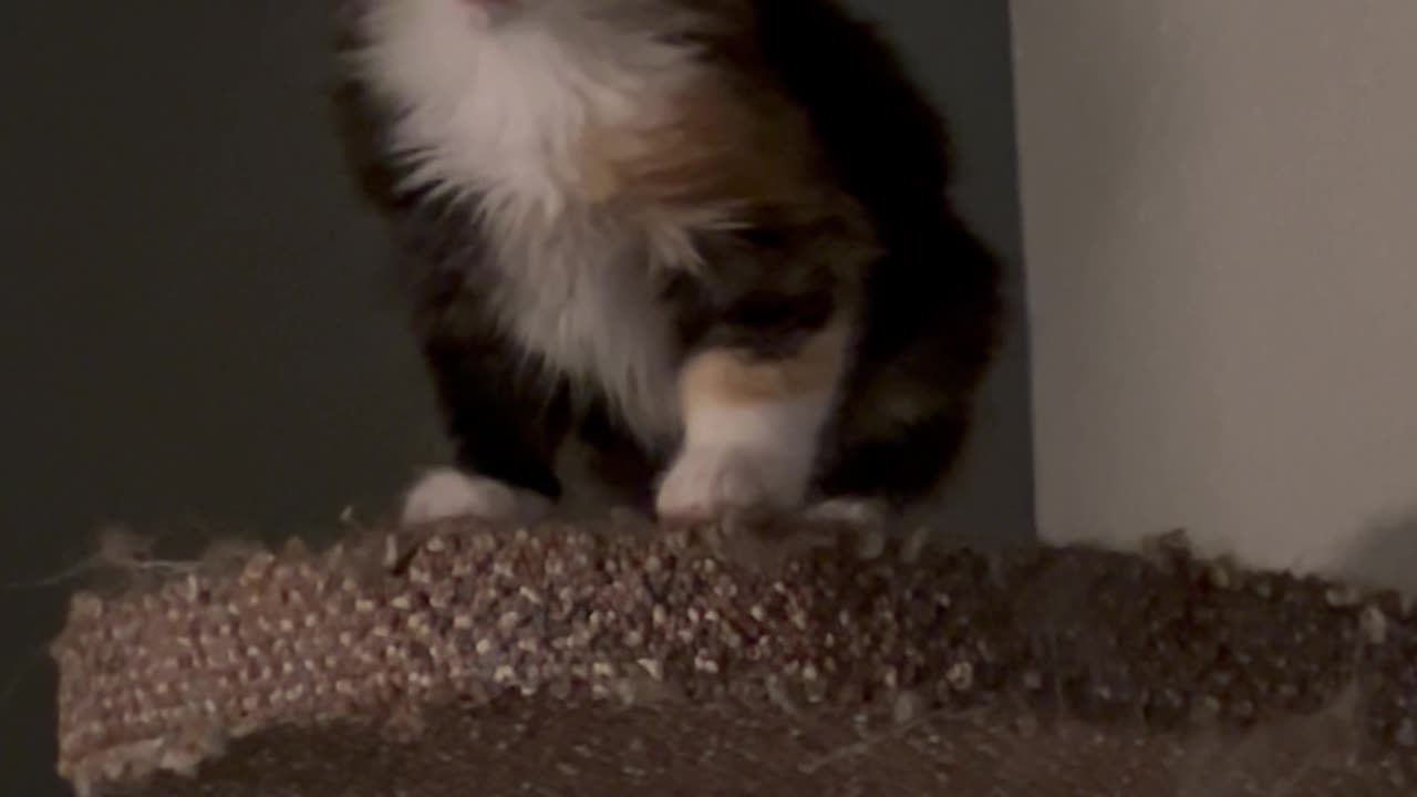 Kitten Stuck on a Cat Tree