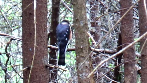 Sharp-Shinned Hawk