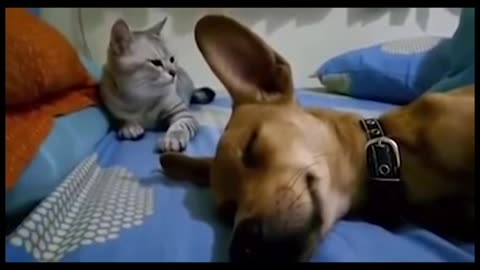 Crazy Cats, Crazy Cat Vids
