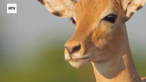 Cheetah & African Wildlife #2 - Amazing Big Cats and Safari Life