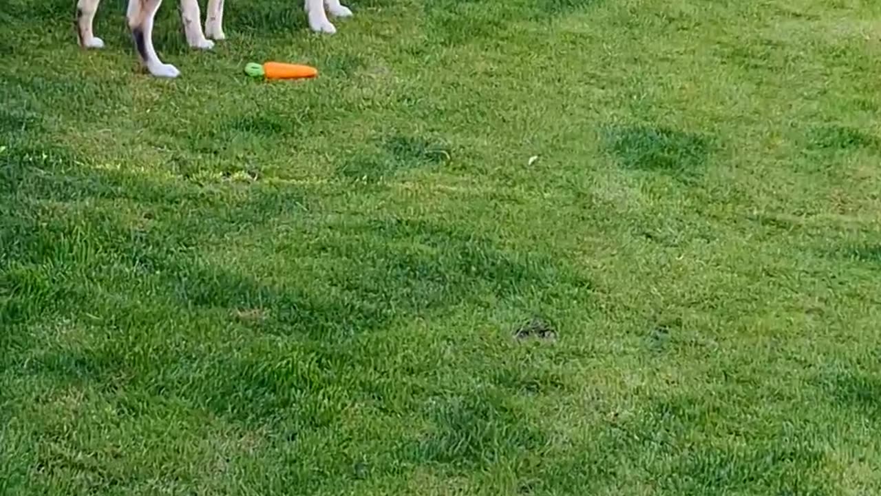 Funny dog moment