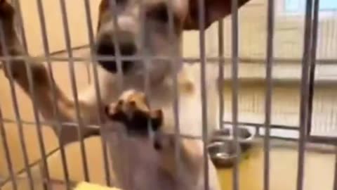 Now these dogs will enjoy their life