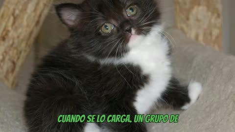 El Gato Ragamuffin ¿La raza que nació de una rebelión