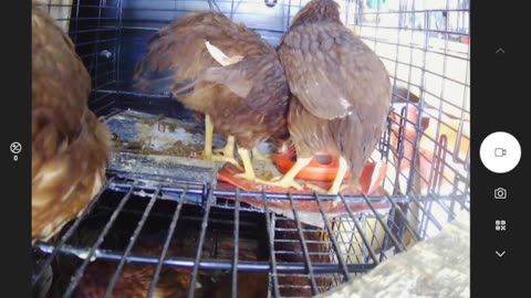 Feather Academy: Chickens On Patrol