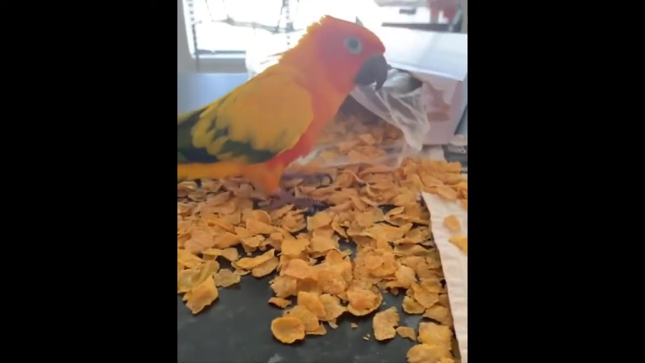 Funny animal