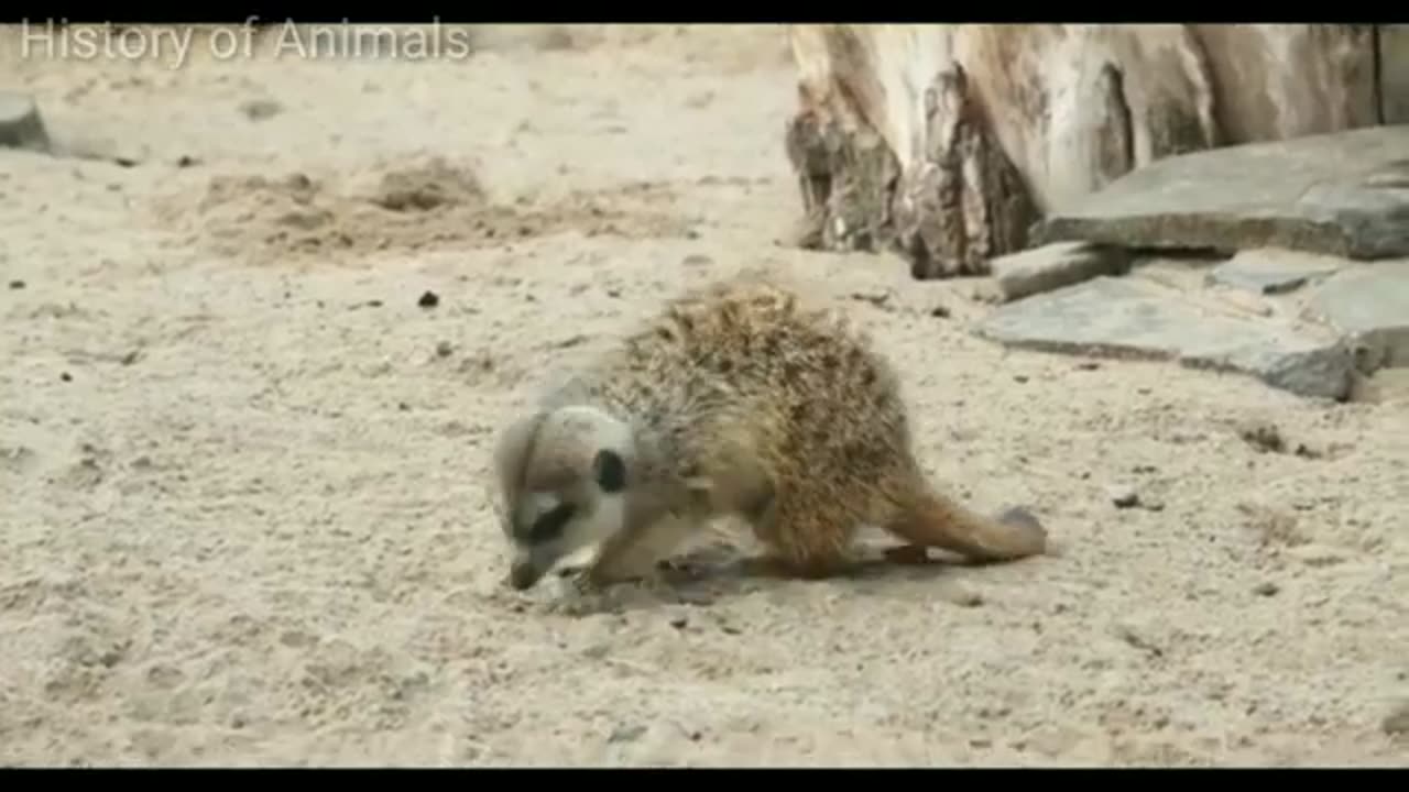pets new funny