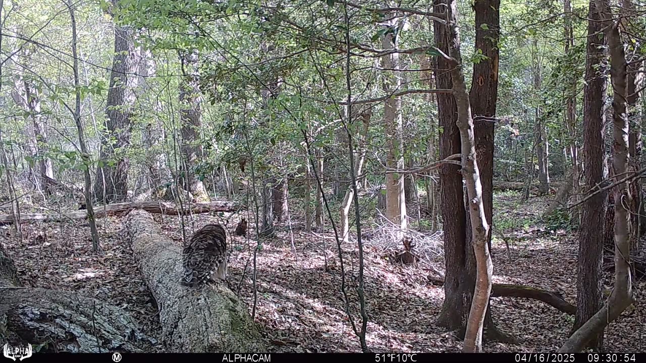 Barred Owl Vs Crow