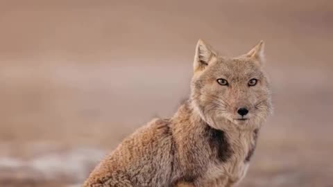 Tibetan fox